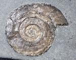 Psiloceras planorbis (SOWERBY 1824) - Bild © FossNet FossilienStore